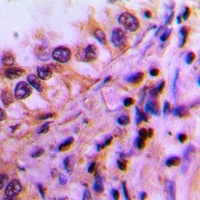 PEX19 Antibody