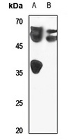 LUC7L2 Antibody