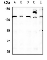 QSK Antibody