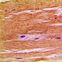 Anti-NHE8 Antibody