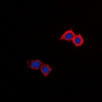 SLC9A8 antibody