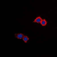 Anti-NHE8 Antibody