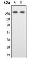 SPTBN1 Antibody