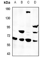 SVOP Antibody