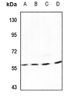 SEN54 Antibody