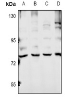 Ubiquilin 4 Antibody