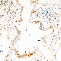 Anti-USP36 Antibody