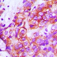 Anti-ZP1 Antibody