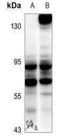 BAG3 Antibody