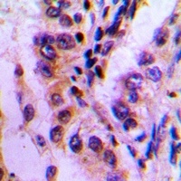 BAG3 Antibody