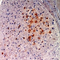 Anti-FGF9 Antibody