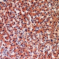 Anti-IGFBP1 Antibody