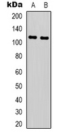 NLRP3 Antibody