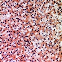 NLRP3 antibody