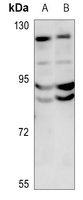 DPD Antibody