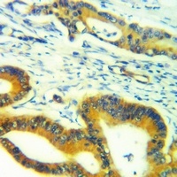 DPD Antibody