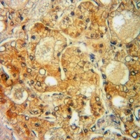 Anti-PORIN Antibody