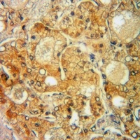 VDAC1 antibody