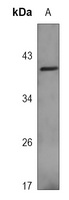 CD7 Antibody
