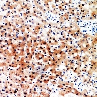 CD7 Antibody