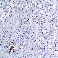 CD74 Antibody
