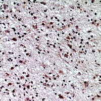 CD84 antibody