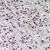 CD84 Antibody