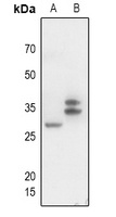 CD300f Antibody