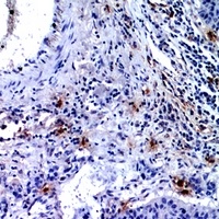 CD300f Antibody