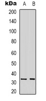 CD335 Antibody