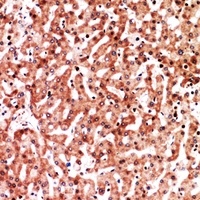 Anti-CD321 Antibody