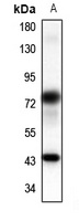 Panopsin Antibody