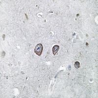 Panopsin Antibody