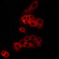 Panopsin Antibody