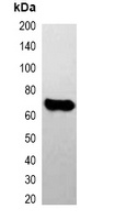 E2-tag Mouse Monoclonal Antibody