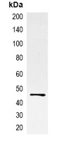 EBFP-tag antibody