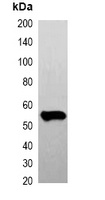 FLAG-tag Antibody
