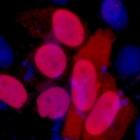 FLAG-tag antibody