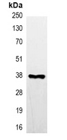 Anti-FLAG-tag Antibody