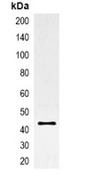 GFP-tag antibody