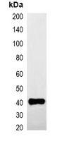GST-tag Mouse Monoclonal Antibody