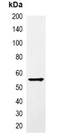 Anti-GST-tag Antibody