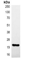 HA-tag antibody