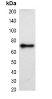 KT3-tag Antibody