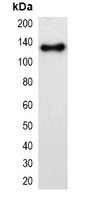 mOrange-tag Antibody