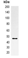 mOrange-tag antibody