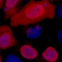 Myc-tag Antibody