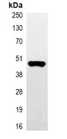 Myc-tag Antibody