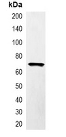 RFP antibody