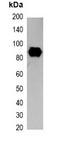 SRT-tag Mouse Monoclonal Antibody